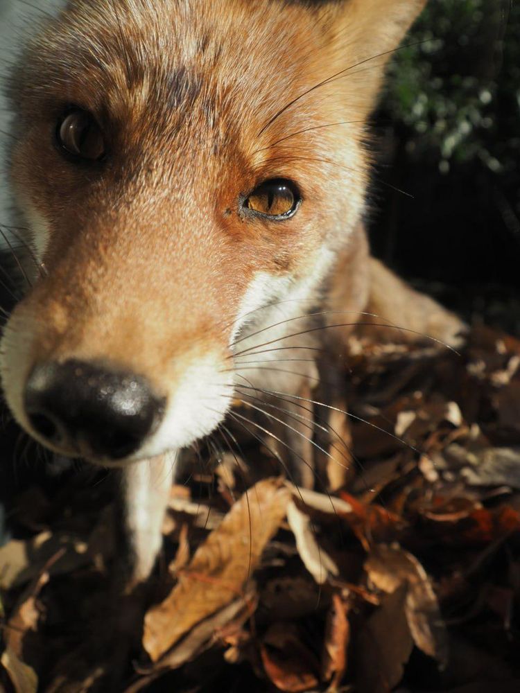 Image of HourlyFoxes