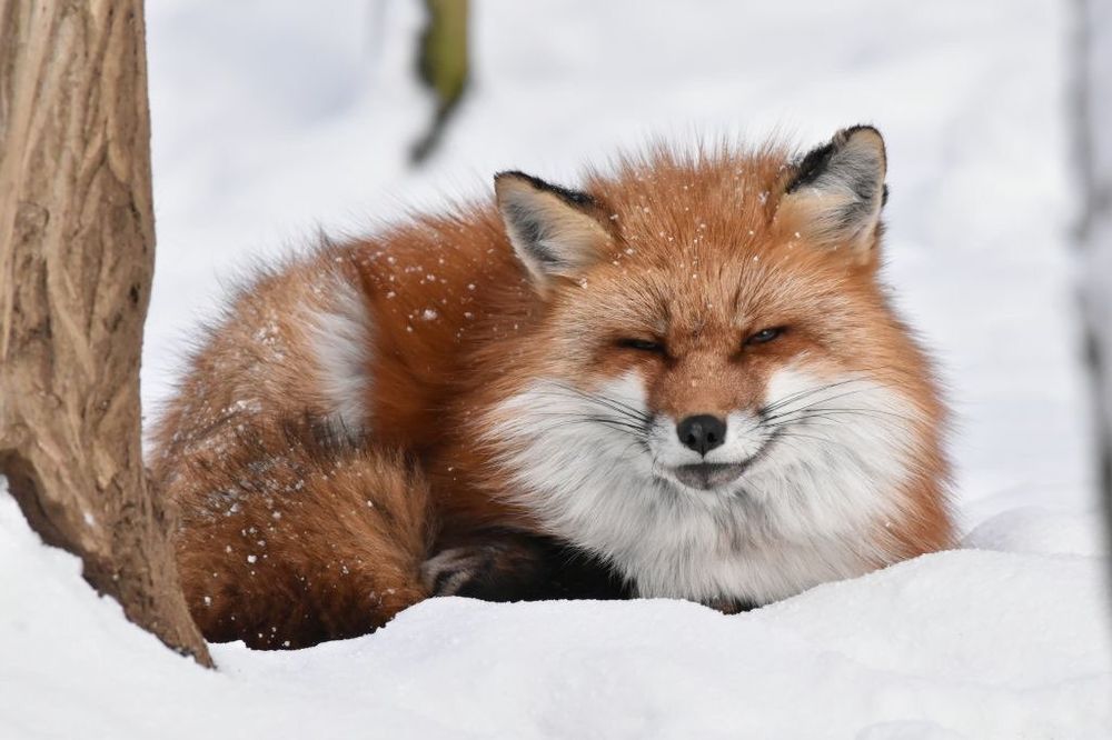 Image of HourlyFoxes