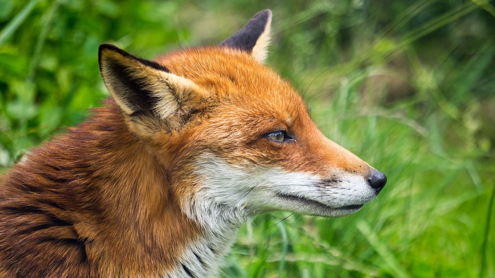 Image of HourlyFoxes