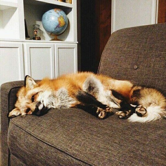 Image of HourlyFoxes