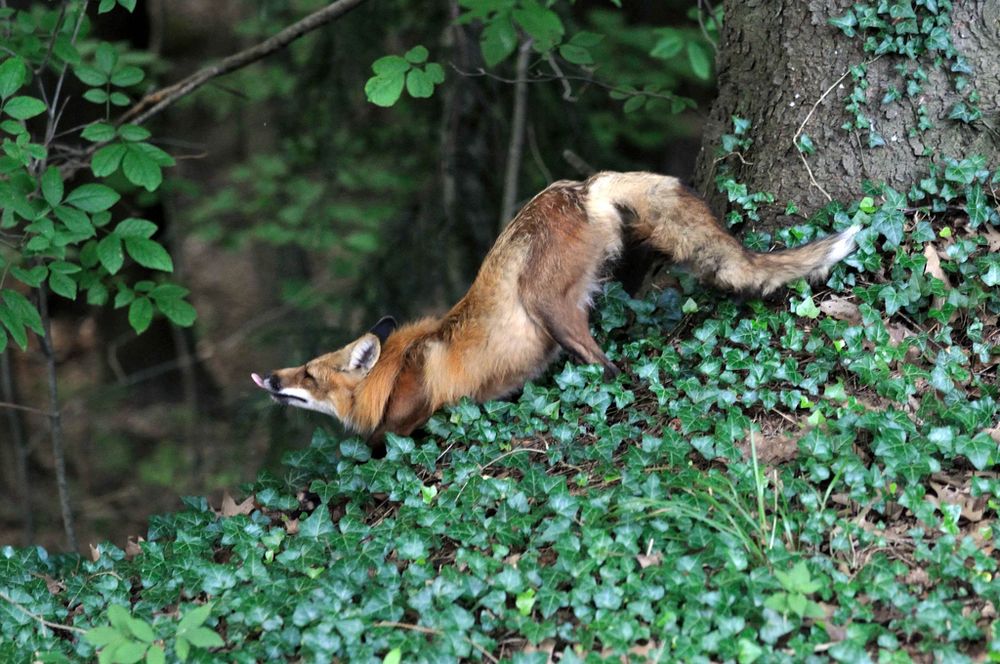 Image of HourlyFoxes