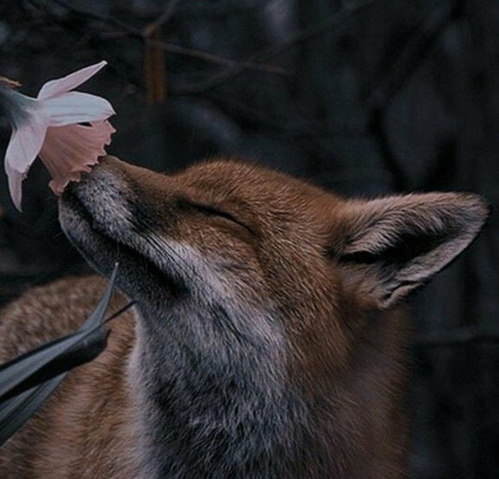 Image of HourlyFoxes
