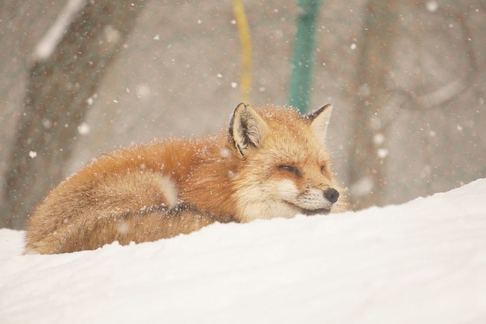 Image of HourlyFoxes