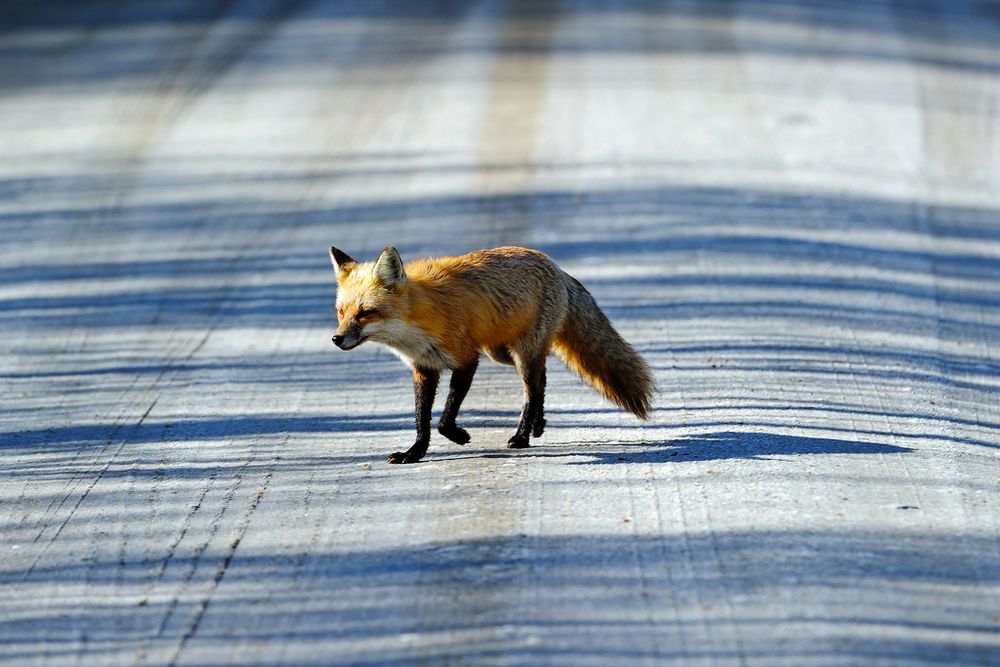 Image of HourlyFoxes