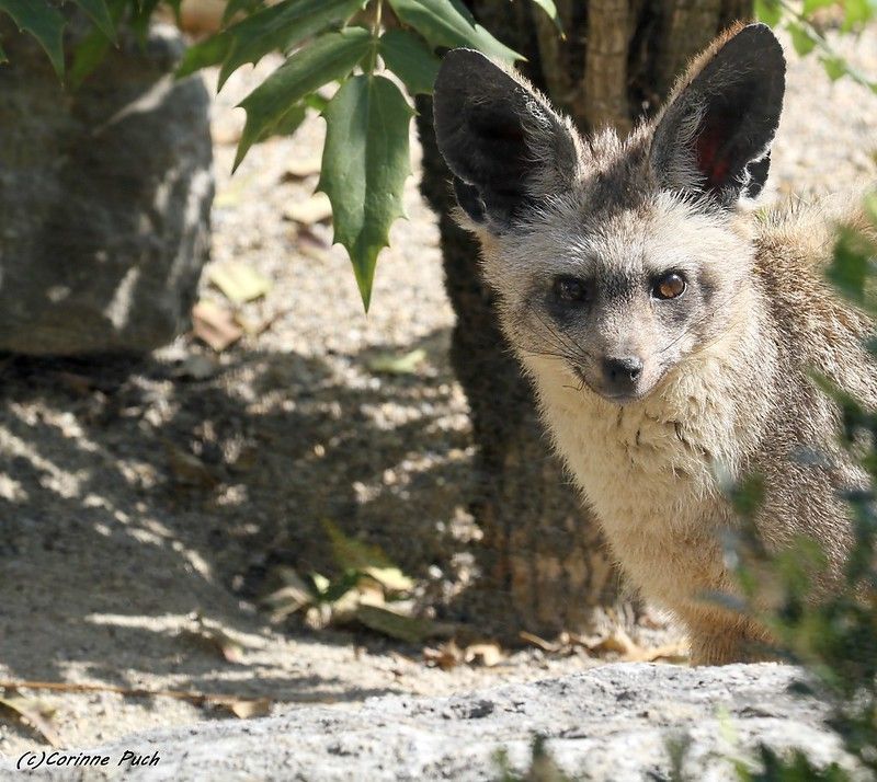 Image of HourlyFoxes