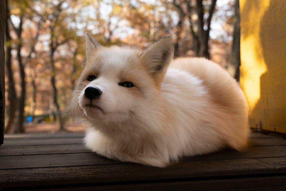 Image of HourlyFoxes