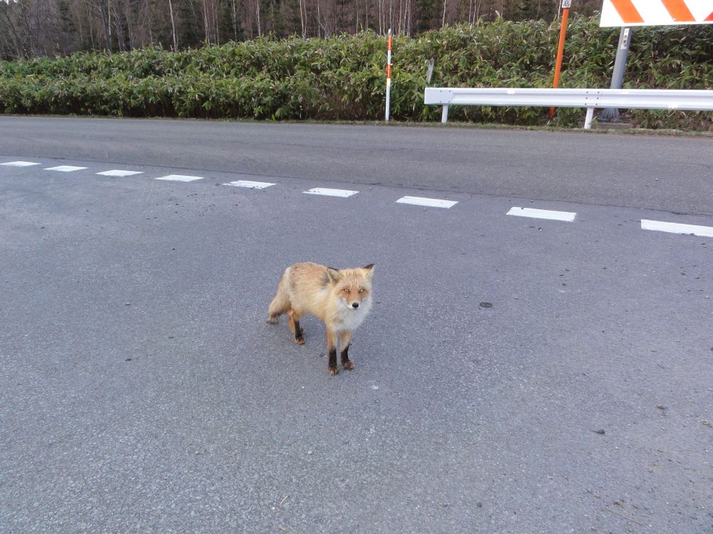 Image of HourlyFoxes