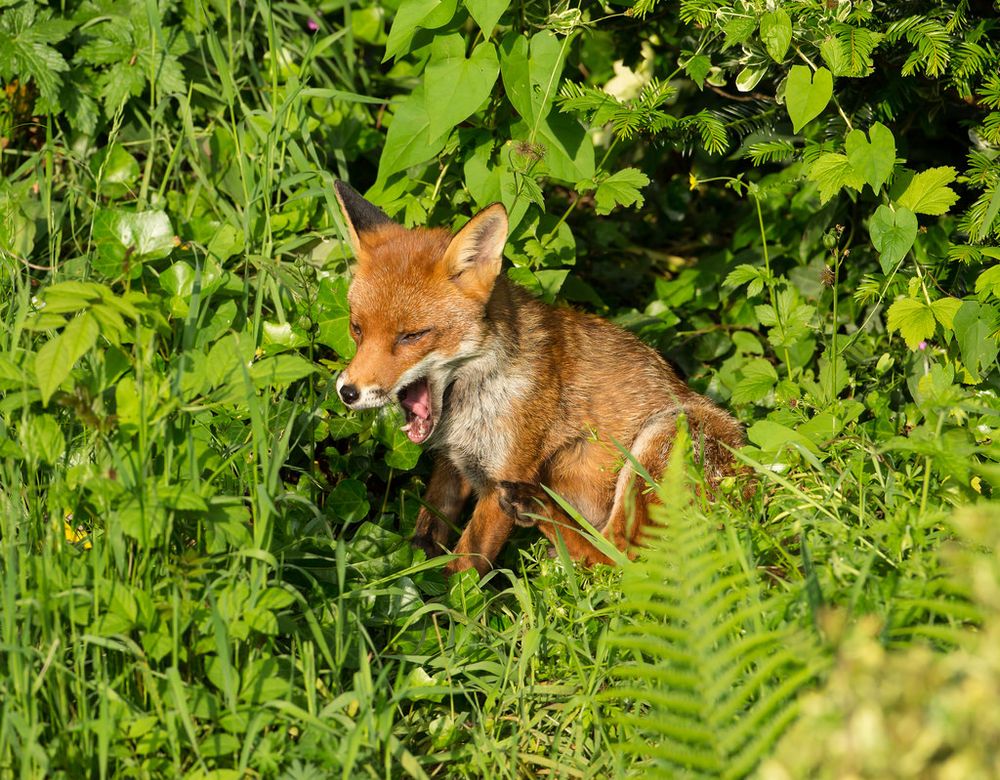 Image of HourlyFoxes