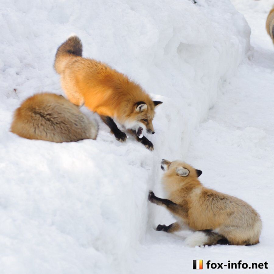 Image of HourlyFoxes