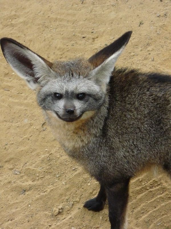 Image of HourlyFoxes