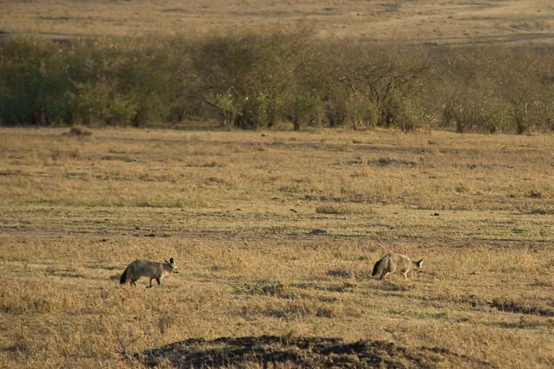 Image of HourlyFoxes