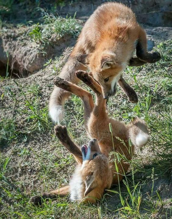 Image of HourlyFoxes