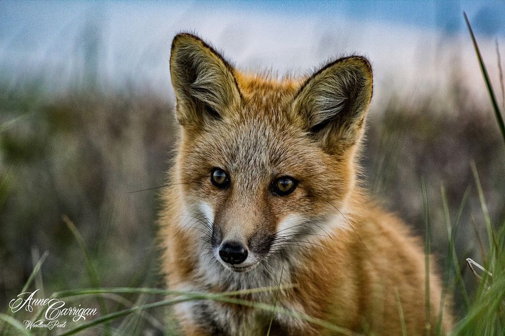 Image of HourlyFoxes