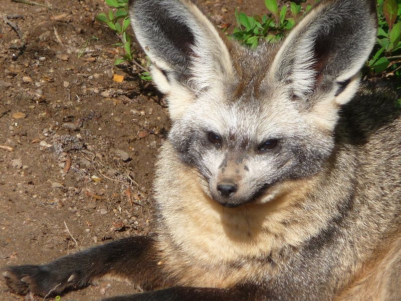 Image of HourlyFoxes