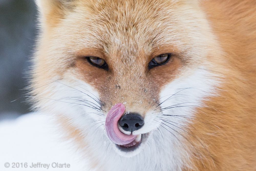 Image of HourlyFoxes