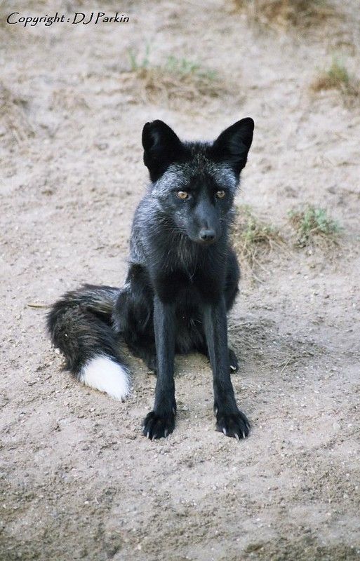Image of HourlyFoxes