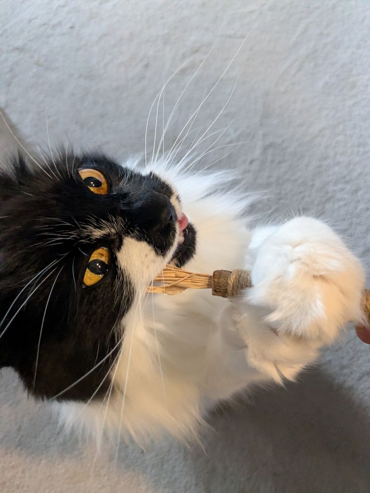 close-up of a black & white cat, using his paws to hold on to a chewable treat stick