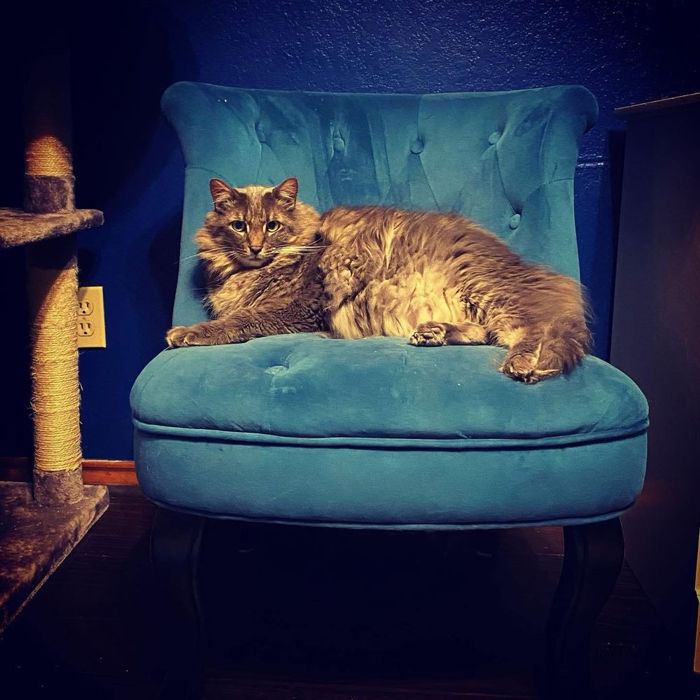A floofy grey cat lounges glamorously on a blue velvet chair.