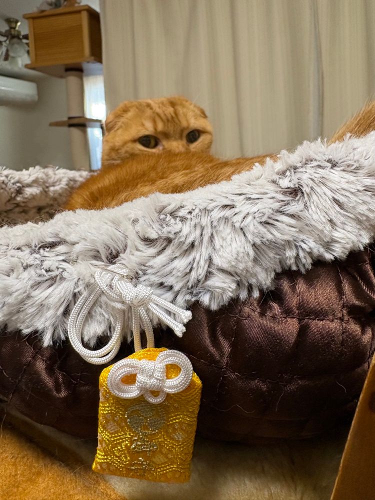 こまちゃんとペット御守