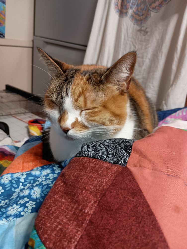 Cat loafing on a quilt, without a care in the world.