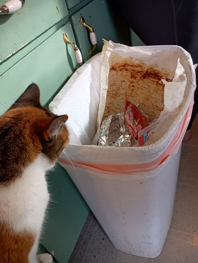 A cat staring longingly at a garbage can, you can see parchment paper covered in bacon drippings in the garbage can.
