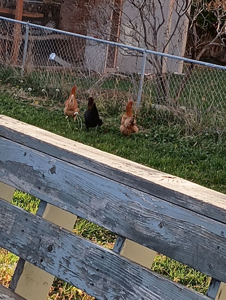 Three chickens in my backyard, the only thing is we don't own chickens.