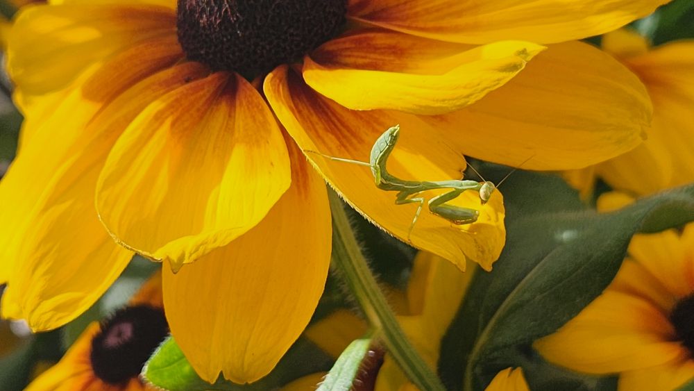 Tiny green praying mantis on the petal of a yellow Black-eyed Susan 