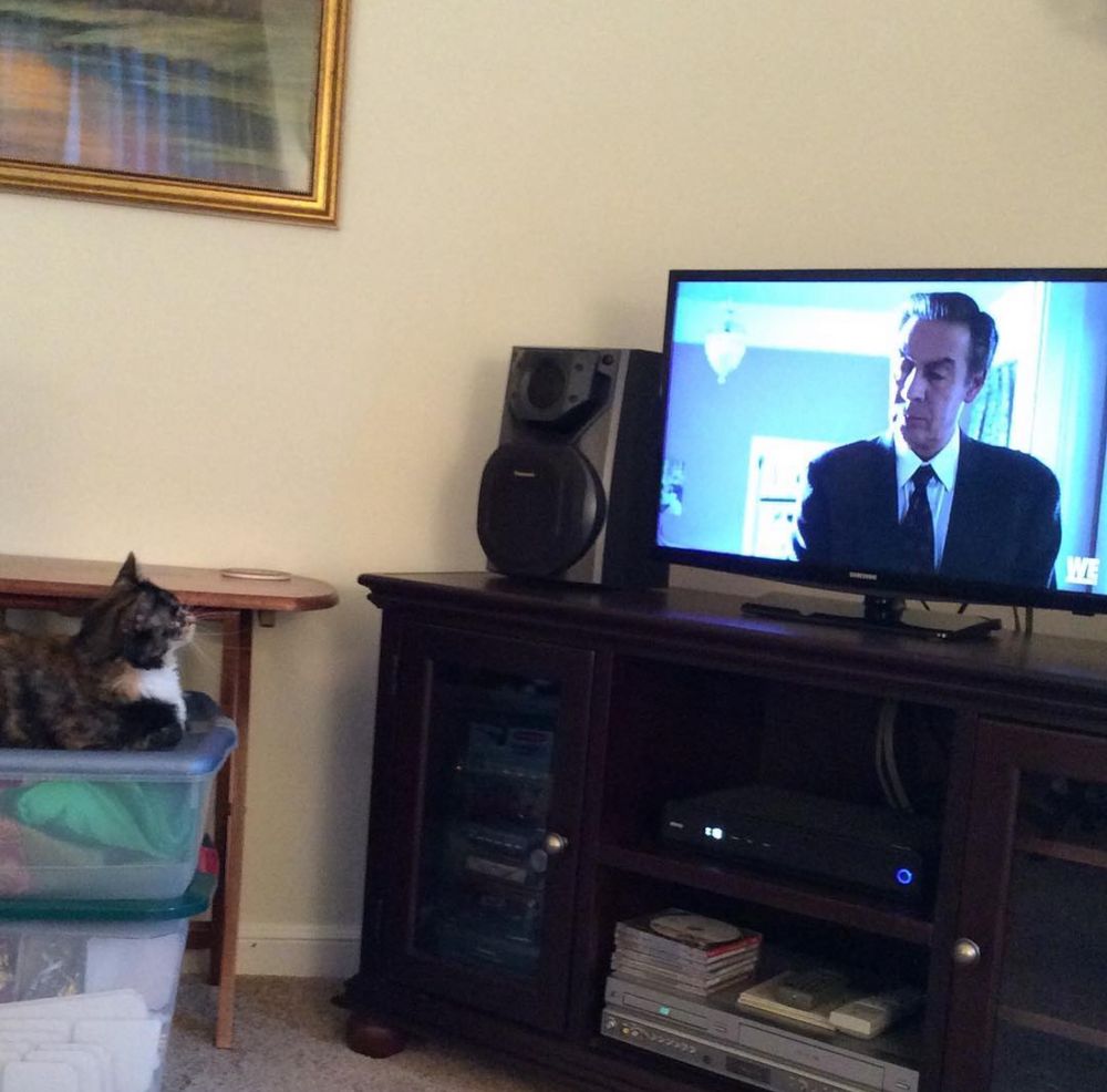 Katie, who was a delightful calico cat, watches Law & Order in rapt attention. 