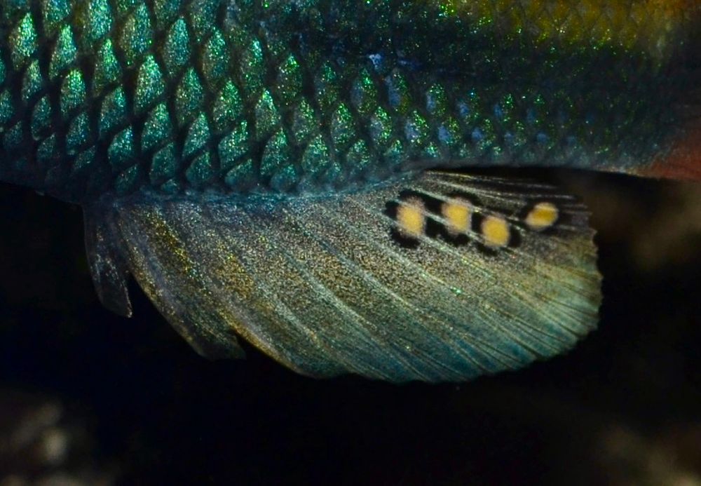 Close up of a green anal fin of a cichlid showing a row of yellow, black-rimmed spots.