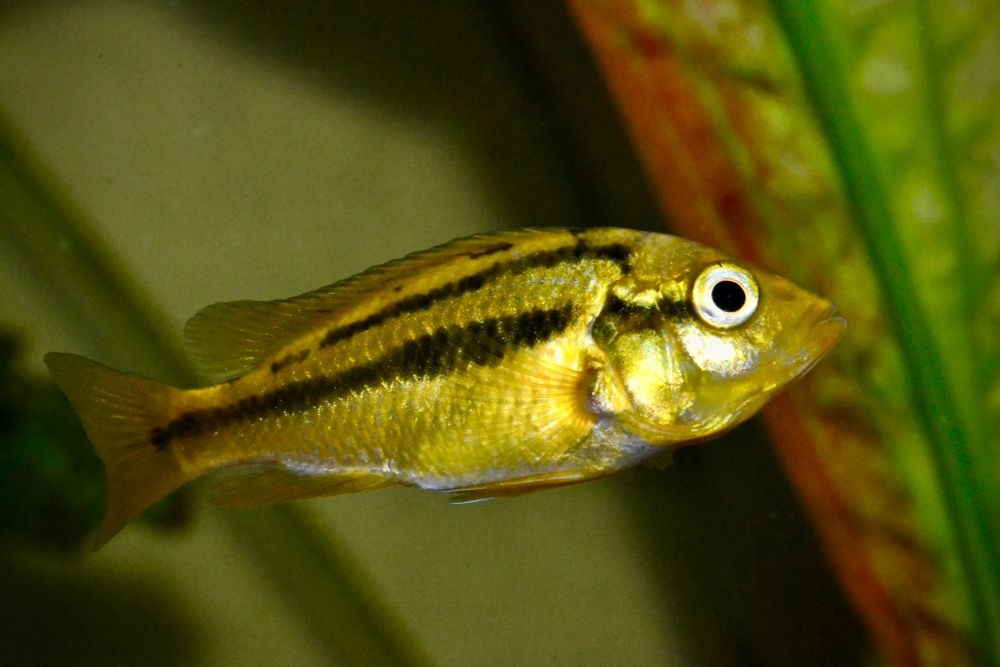 A yellow cichlid with two black longitudinal stripes in a planted aquarium. One of the females of my group of three Paralabidochromis sauvagei.