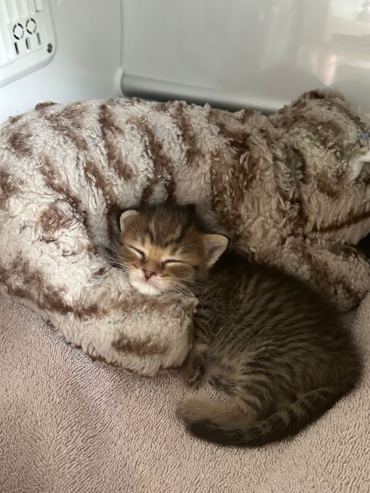 A very small tabby kitten curled up with a plush cat, sleeping in an incubator