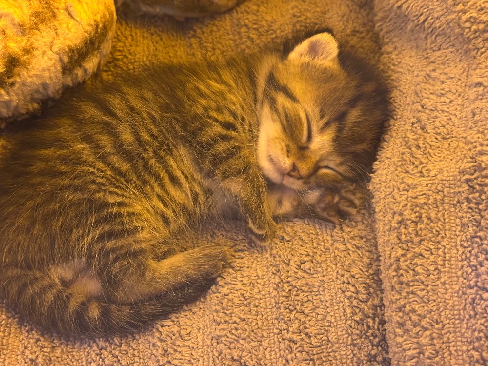 The smallest of kittens sleeping so peacefully in an incubator