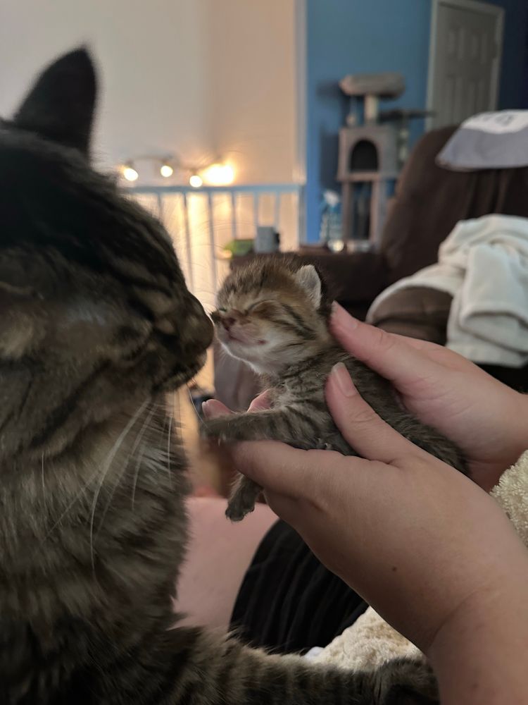 An incredibly small tabby kitten getting sniffed by a much bigger long haired cat