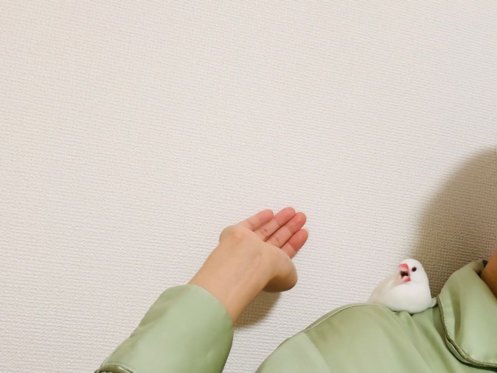 方の上でおおあくびをする白文鳥