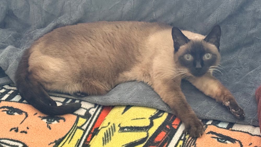 Frankie the cat lying on a blanket with her arms stretched out