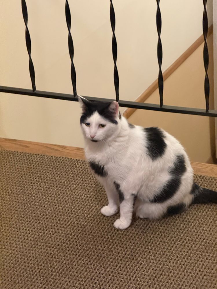 Cute black and white cat hanging out in an apartment landing 