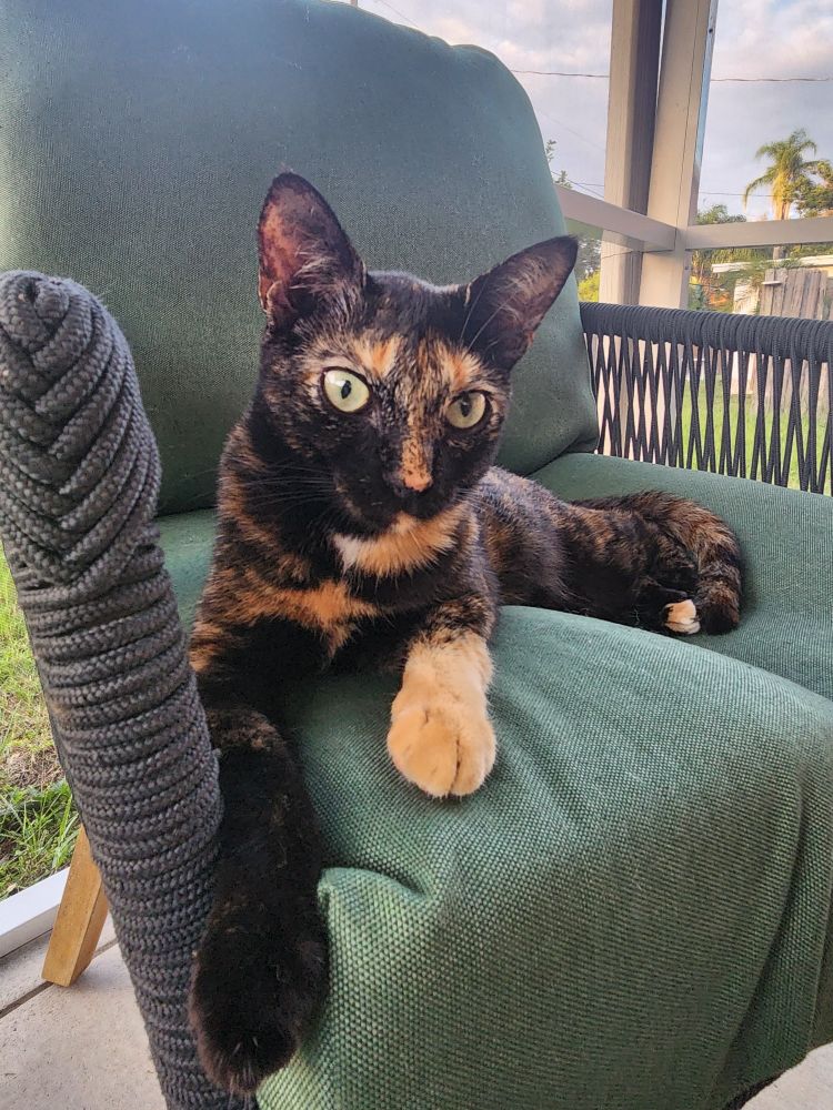 Lilith tortie cat with green eyes laying on green chair outside on porch 