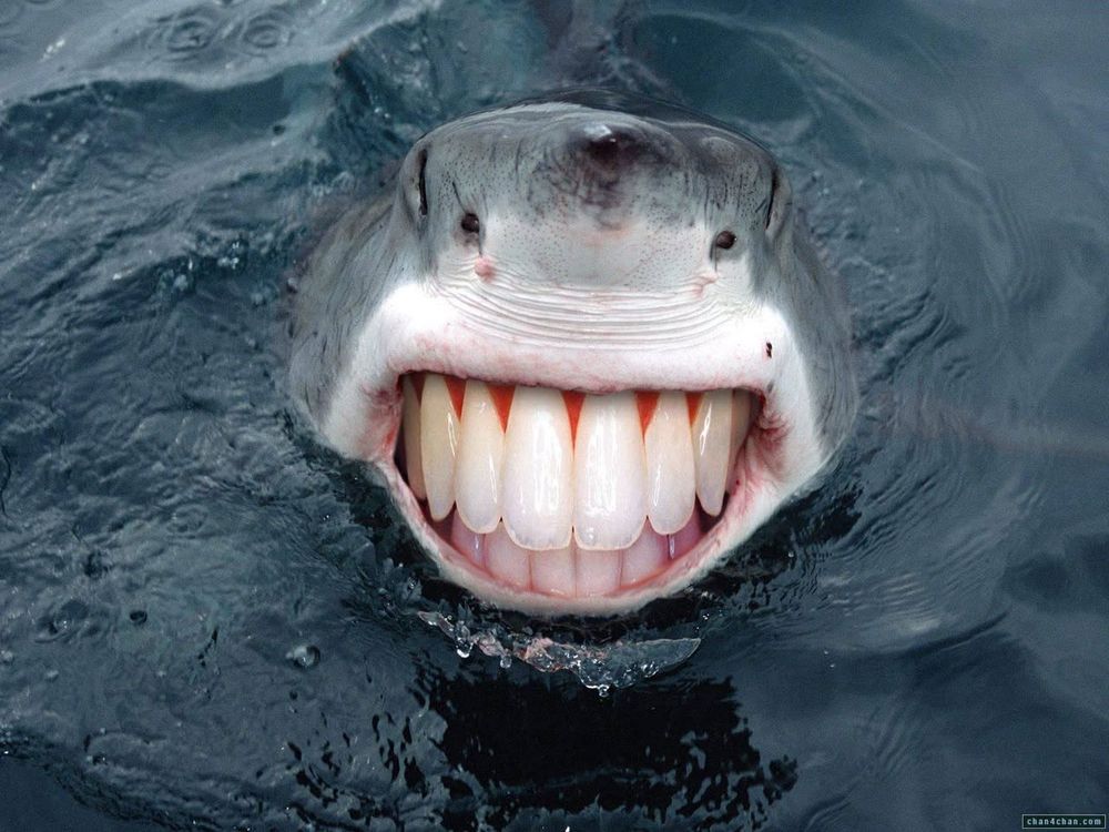 A shark, in the water, smiling  at you with teeth that look like they belong in a dinosaur museum