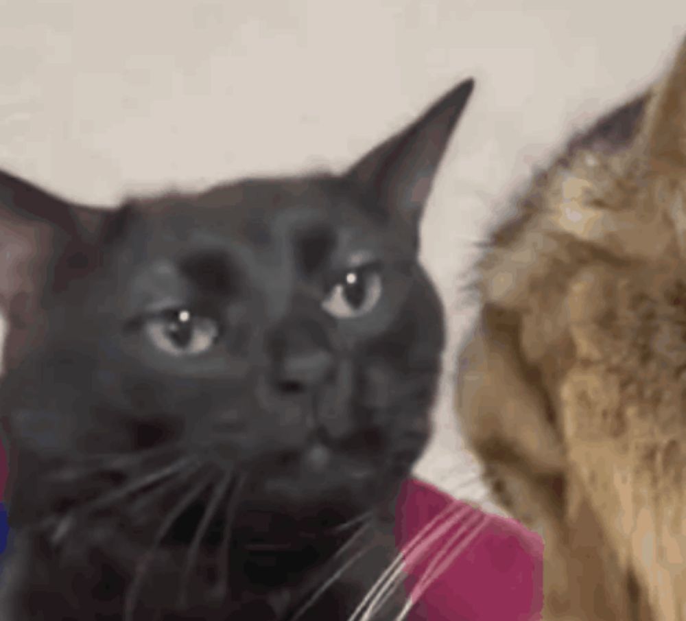 a close up of a black cat 's face with a brown cat behind it