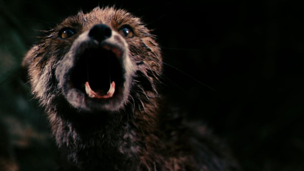 The fox from Antichrist that says "Chaos, reigns!"