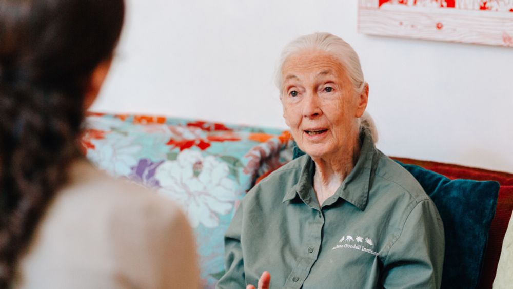 Jane Goodall im Interview: Die Menschheit hat vier grundlegende Probleme