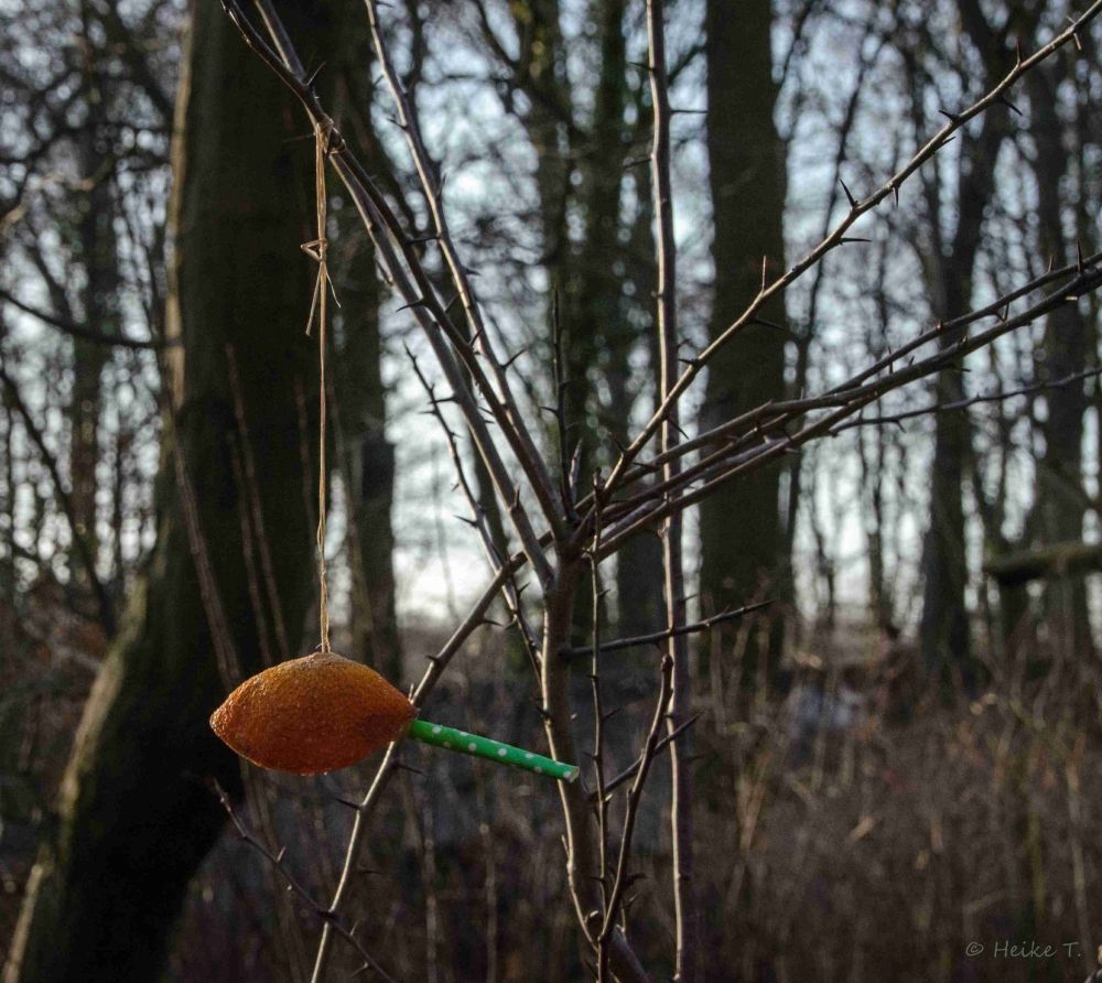 Ein verschrumpeltes, braunes Ding, das früher wahrscheinlich mal eine Zitrone war,  hängt an einer Schnur an einem Ast in einem blattlosen Wald. In sie gesteckt ist ein grün-weiß gemusterter Strohhalm.