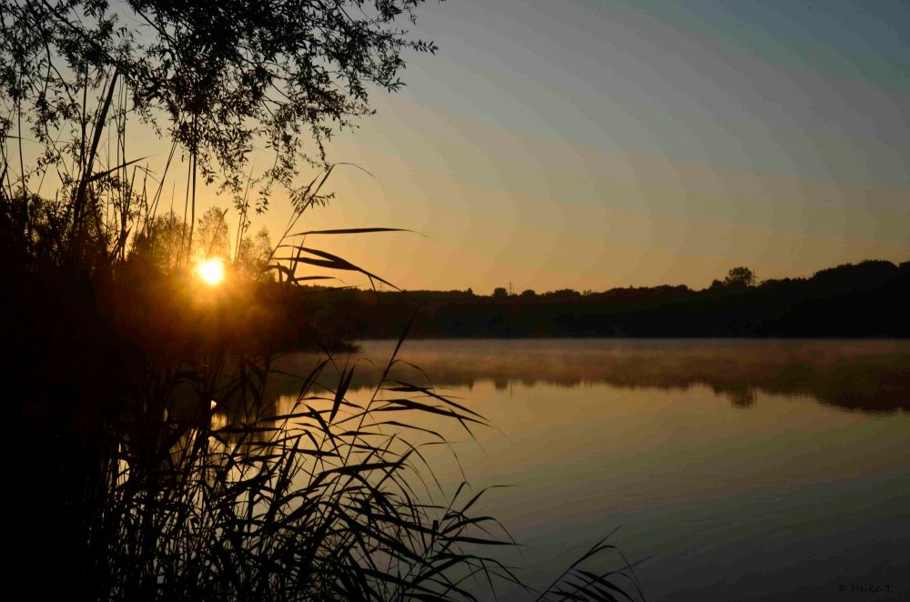 Sonnenaufgang über einem ruhigen See, umgeben von hohen Gräsern und Bäumen am Ufer. Sanfte Nebelschwaden über dem Wasser.