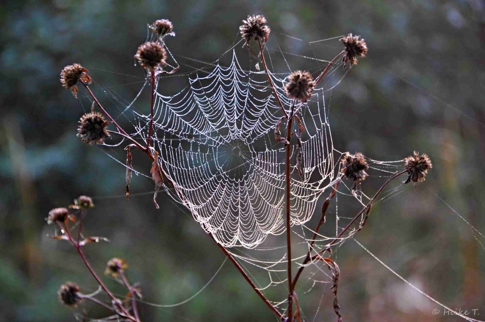 Spinnennetz mit Tau benetzt, gespannt zwischen trockenen Pflanzenstängeln mit verblühten Blüten.