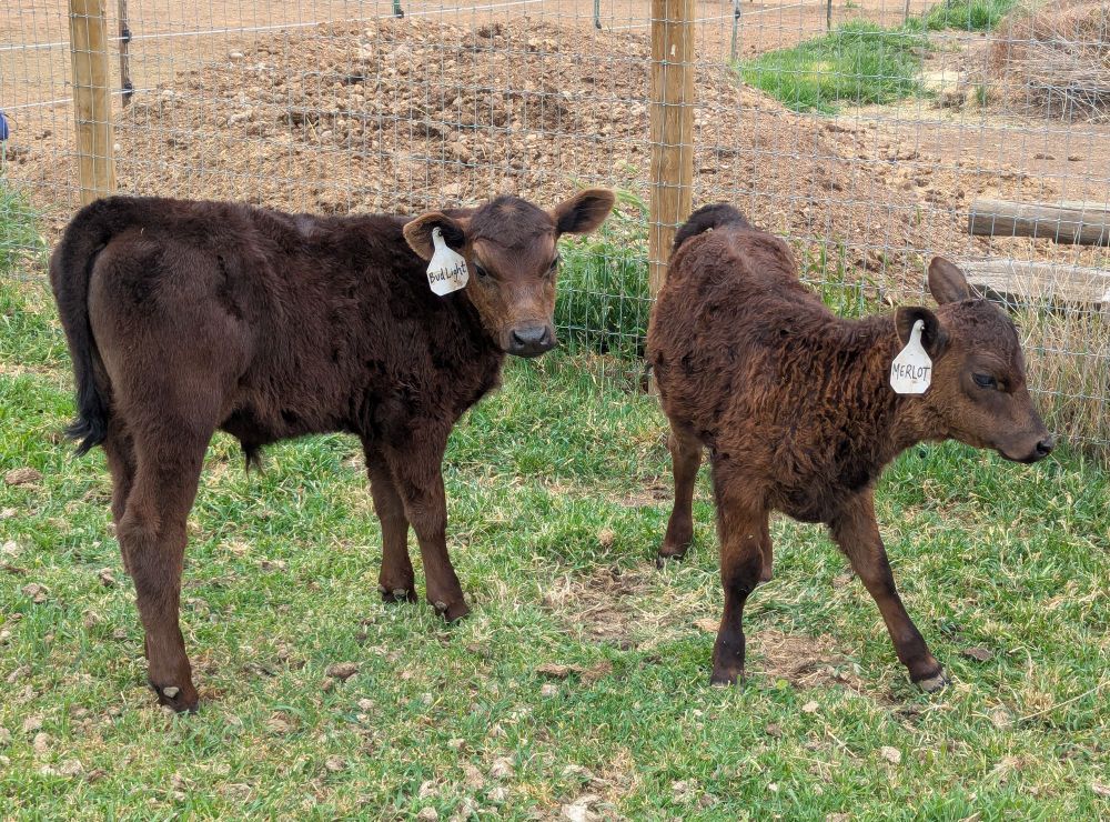 Two young cows enjoying their afternoon