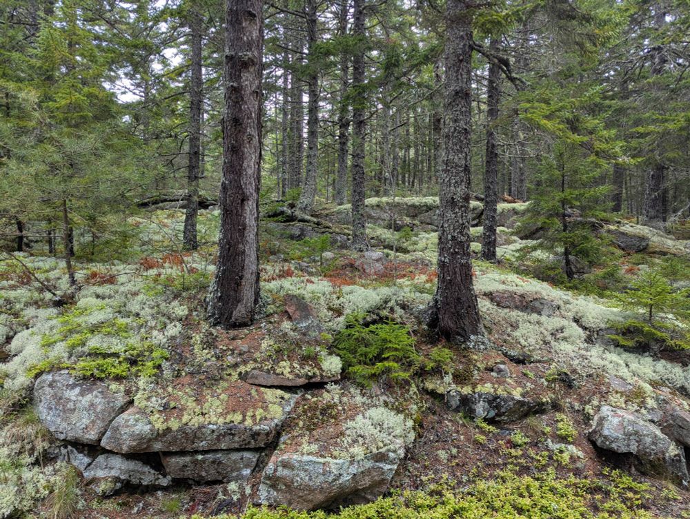 Trees, shrubs, lichens, mosses, liverworts, and who knows what else covering a granite ledge