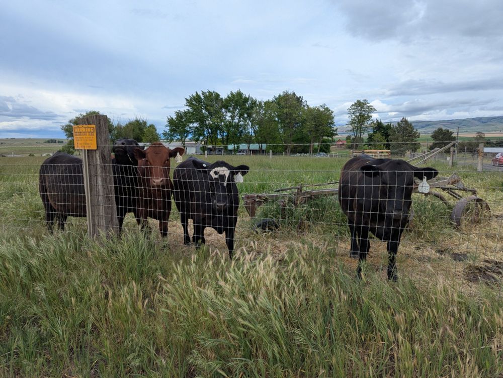 Four cows in polite attention as I explain how to change a bike tire