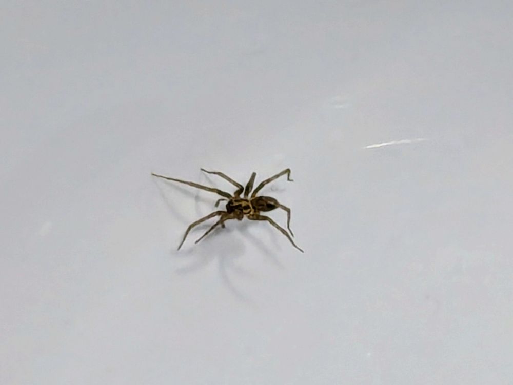 A spider living a fine spider life in our white porcelain bathroom sink, before it died as it had lived
