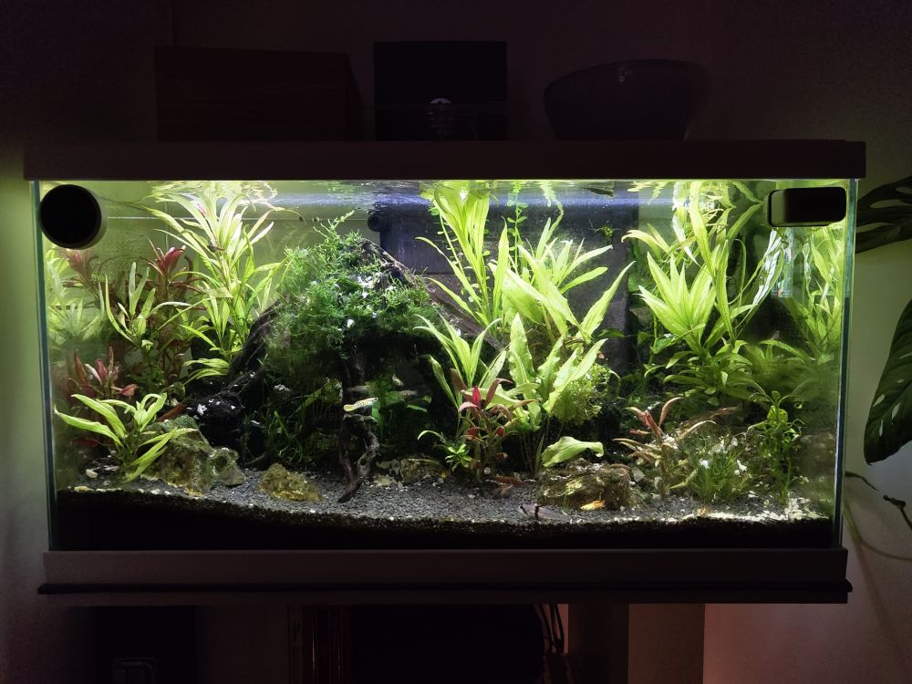 Photo d'un aquarium bien en bordel bien sauvageon avec des algues un peu invasives mais tout va bien elles sont pas encore venues à bout leur plan de domination mondiale