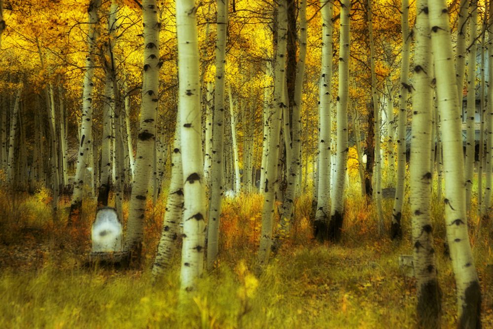 Old cemetery in autumn with aspen trees and weathered gravestone 